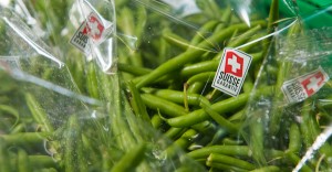Beerstecher AG Gemüseanbau